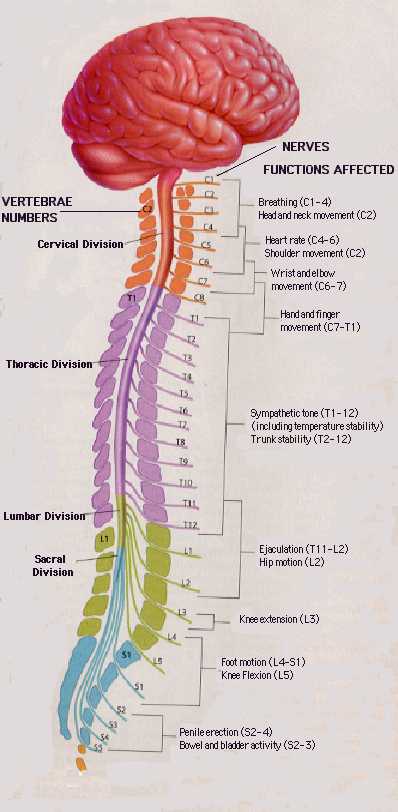 4 Divisions of the Spinal Cord